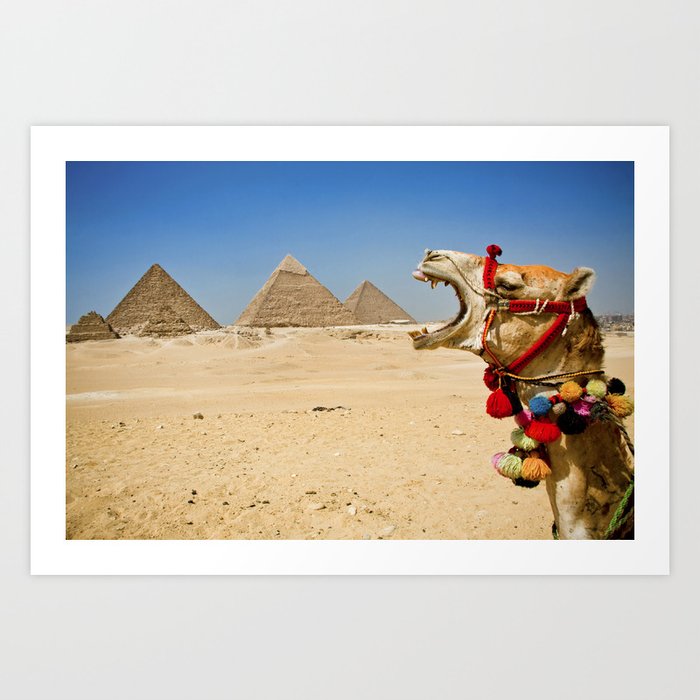 Camel eating the Pyramids in Egypt Art Print