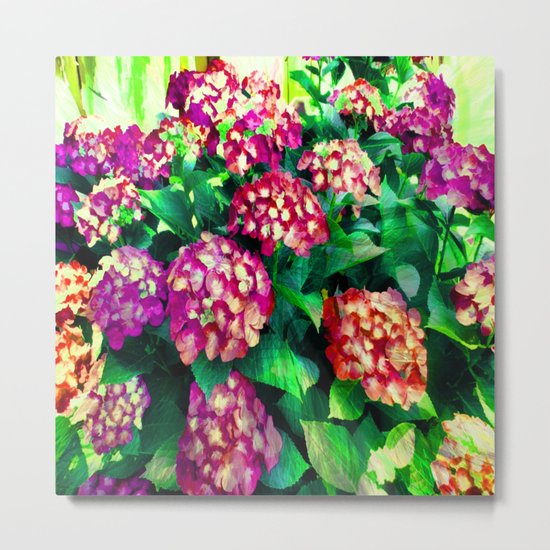 Garden Hydrangea - Raspberry Pink and Lavender Metal Print