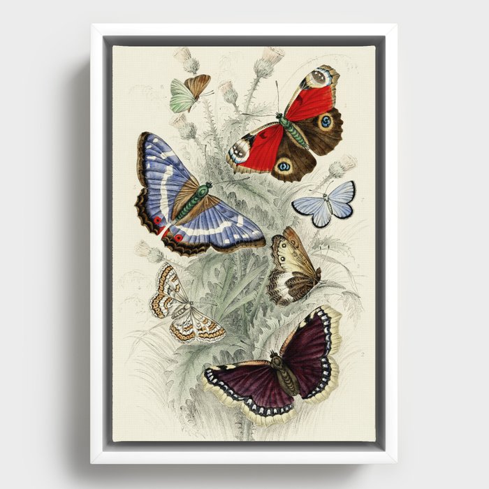Vintage Butterfly Illustration by Oliver Goldsmith Framed Canvas