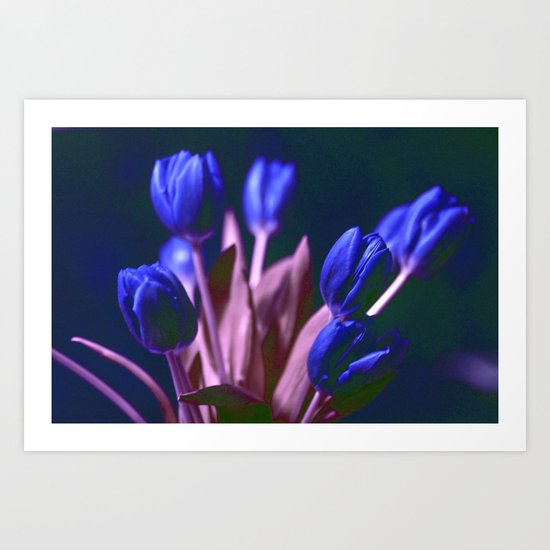 BLUE TULIPS Art Print