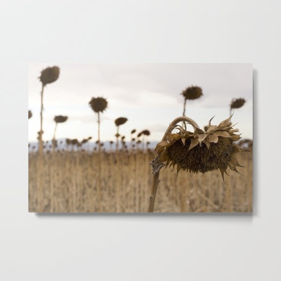 Mourning Field Metal Print