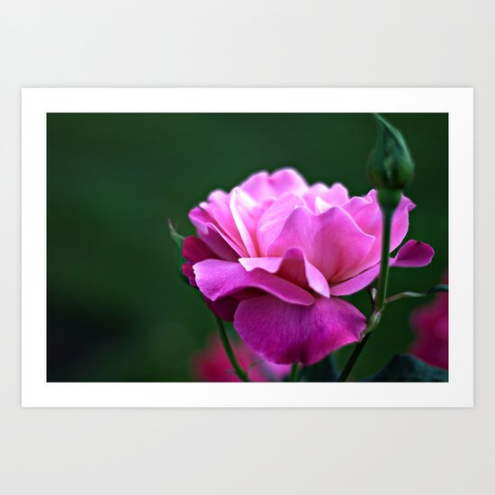 una rosa Art Print