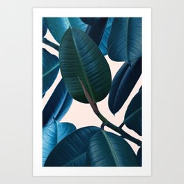 Ficus elastica 2 Art Print