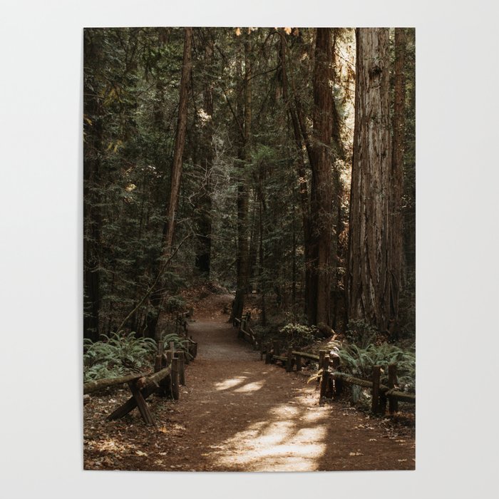 Path Through the Redwoods Poster