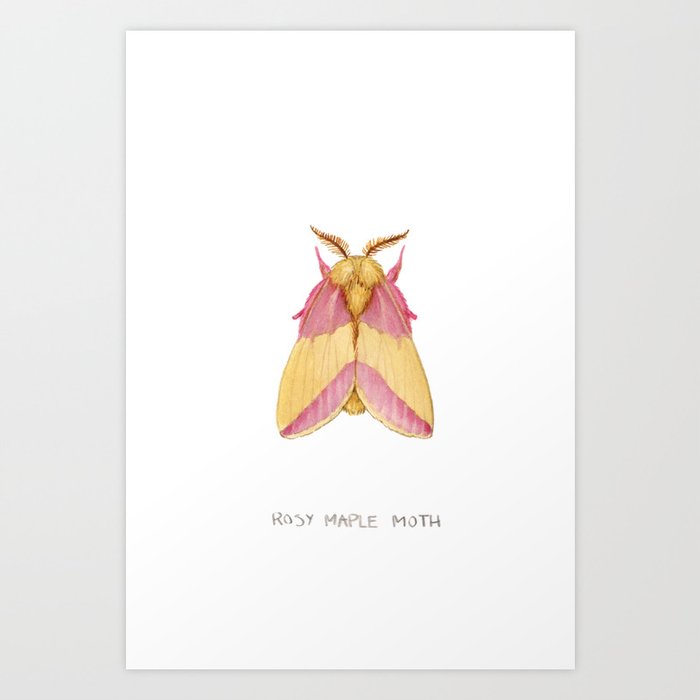 Rosy Maple Moth Art Print by Jada Fitch