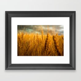 Harvest Time - Golden Wheat Field on Late Spring Day in Colorado Framed Art Print