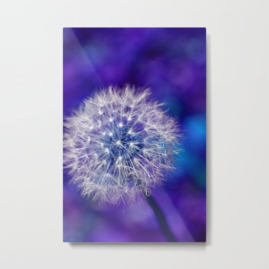 dandelion edit Metal Print