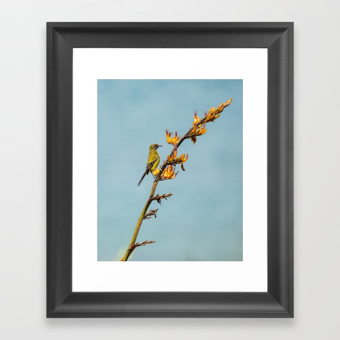 Bellbird on a flax branch Framed Art Print
