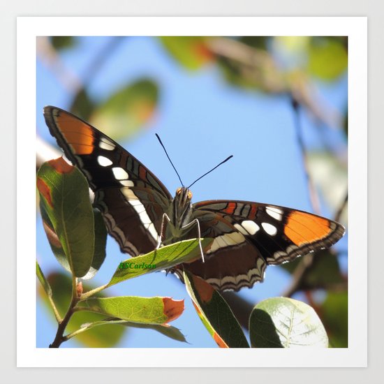 California Sister Butterfly on Oak Leaves Art Print