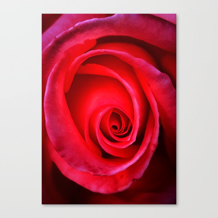 Decorative romantic red rose spiral  Canvas Print
