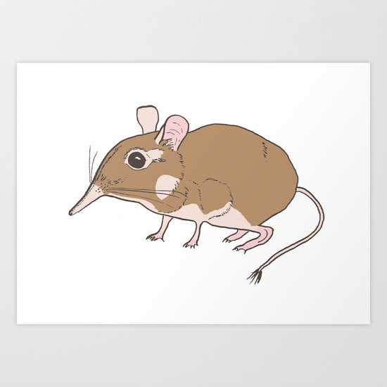 Elephant Shrew Art Print