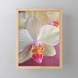 Pink Orchid Framed Mini Art Print