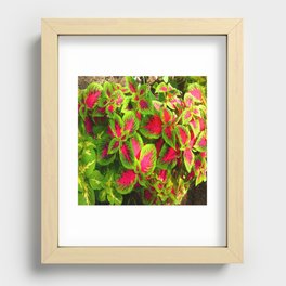 Pink Green Coleus Tropical Recessed Framed Print