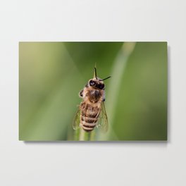 Hover Fly Bee Metal Print | Honeybee, Insect, Nature, Hoverfly, Photo, Pet, Wild, Fly, Green, Bee 