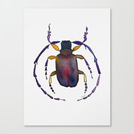 beetle bug insect Canvas Print