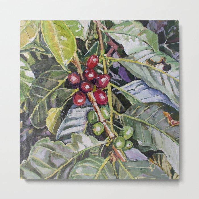 Coffee Plant Botanical, Colombia Metal Print