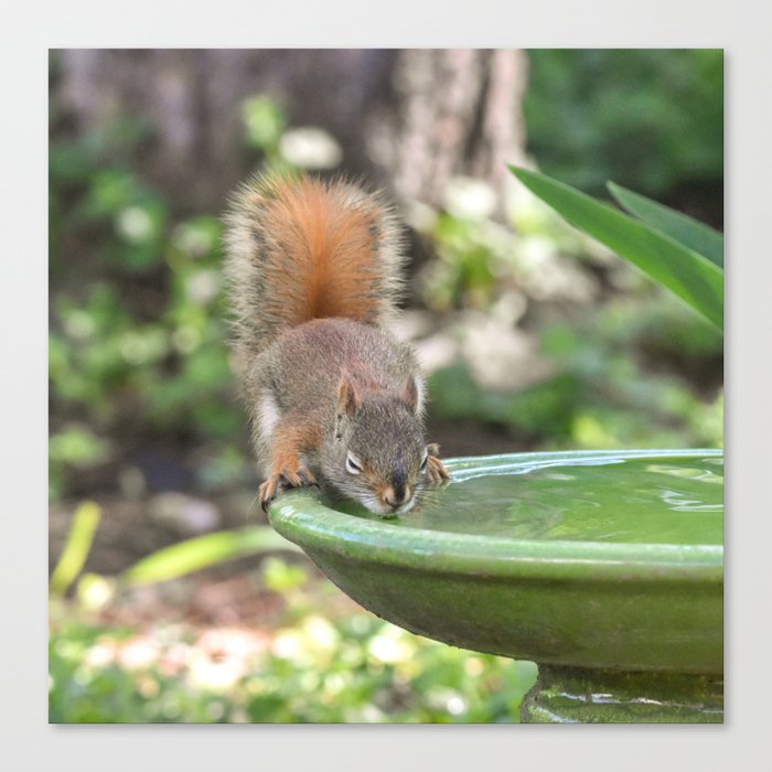 Baby Red Squirrel Drink of Water Canvas Print