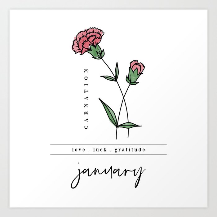 january birth flower carnation