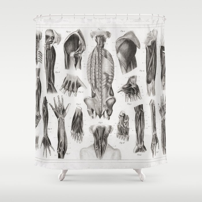 1857 Diagram Anatomy including the Muscles Shower Curtain