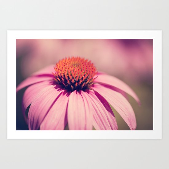 pink coneflower Art Print