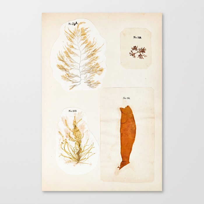 Specimens from "Algology: Algae and Corallines from the Bay & Harbor of New York," 1850 Canvas Print
