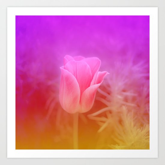 Pinky Tulip Art Print