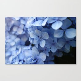 CLOSE UP PHOTO OF BLUE PETALED FLOWER Canvas Print
