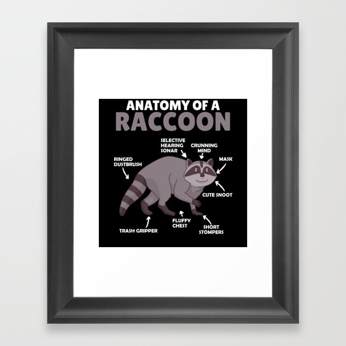 Sweet Raccoon Explanation Anatomy Of A Raccoon Framed Art Print