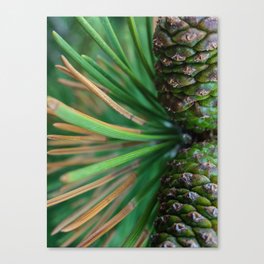 Pine - Cones & Needles Canvas Print
