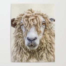 Longwool Sheep Poster