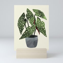 begonia maculata interior plant Mini Art Print