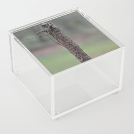 Forest Tree Acrylic Box