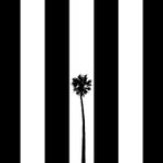 Tropical Darkroom