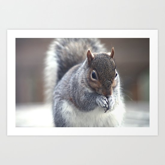 Squirrel Art Print