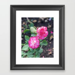 Pink flowers in summer Framed Art Print