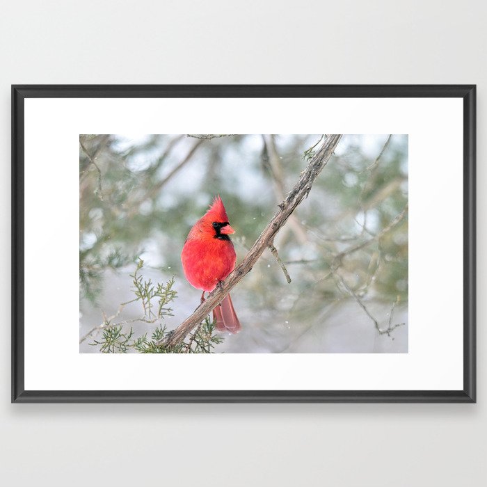 Winter's End Cardinal Framed Art Print