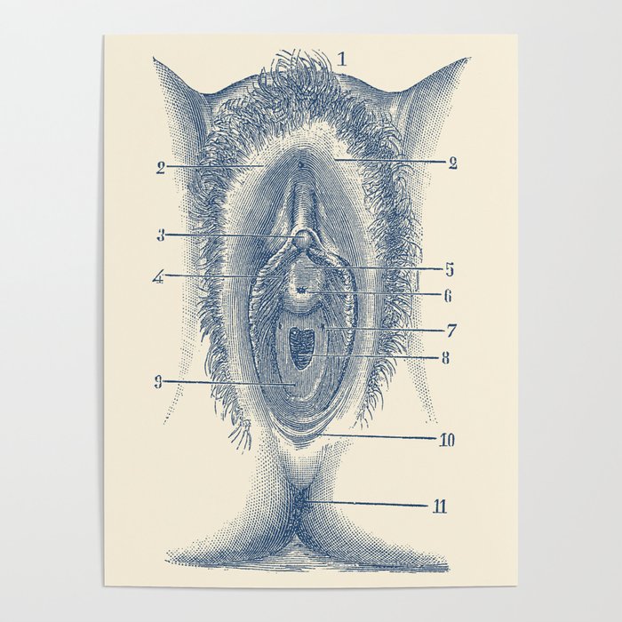 Female Reproductive Diagram - The Vagina - Vintage Anatomy Poster by  Vintage Anatomy Prints | Society6