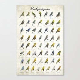 Budgerigar Colors Poster Canvas Print