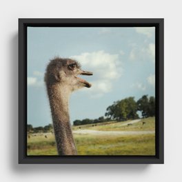 Ostentasious Ostrich Framed Canvas