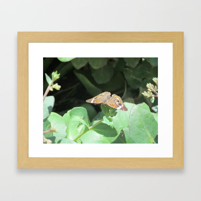 Butterfly 4 Framed Art Print