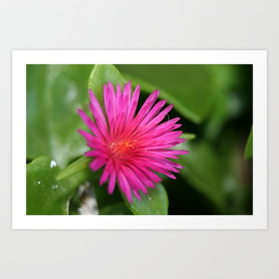 Pink Flower of Succulent Carpet Weed Art Print