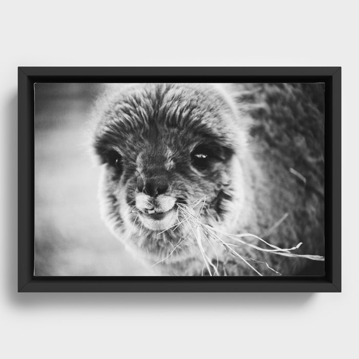 alpaca cutie Framed Canvas