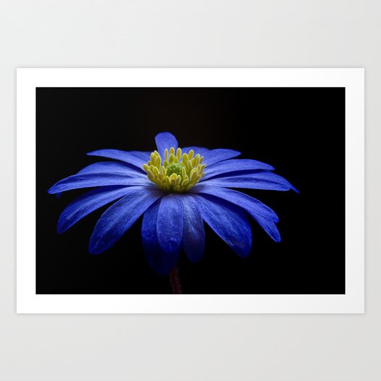 Balkan Anemone Art Print
