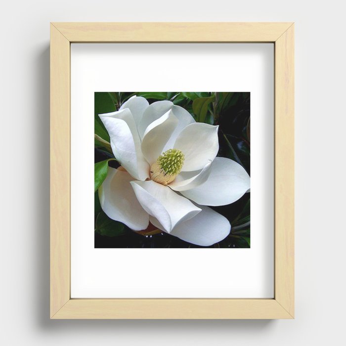 Backyard Magnolia Recessed Framed Print