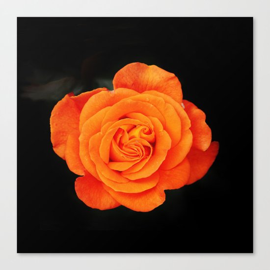 Romantic Rose Orange Canvas Print