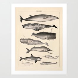 Whales Vintage Illustration Art Print