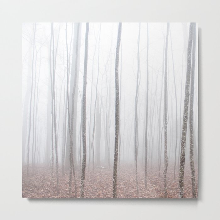 Misty Birch Forest Metal Print