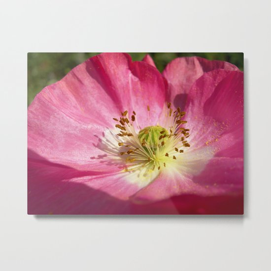 pink bloom focus IX Metal Print