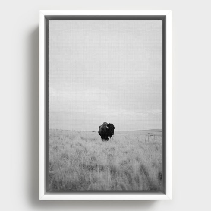 Black and white bison wild photography Framed Canvas