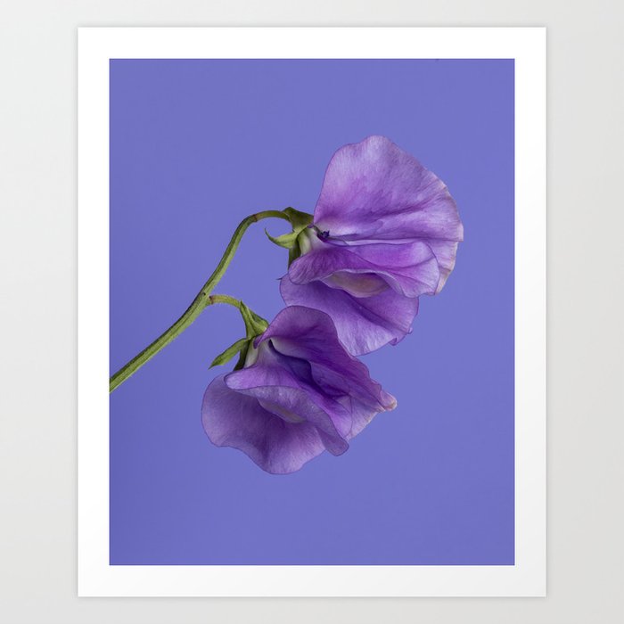 Purple Sweet Peas Art Print